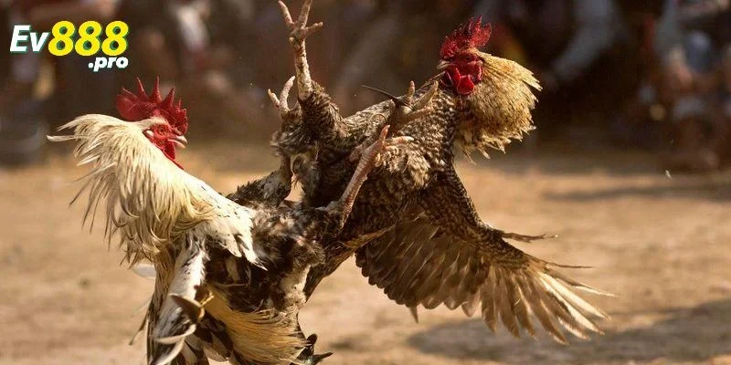 Những loại hình đá gà có ở nhà cái EV88