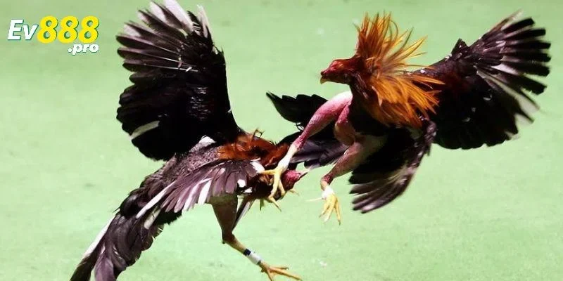 Có gì đặc biệt khi chơi chọi gà EV88