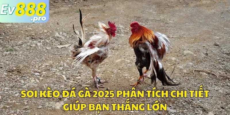 Soi kèo đá gà 2025